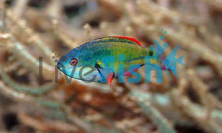 Exquisite Fairy Wrasse Large