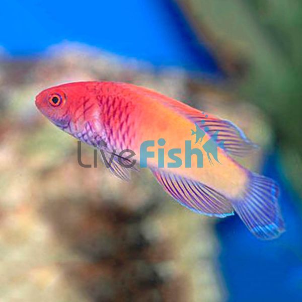 Pink Margin Fairy Wrasse - Large