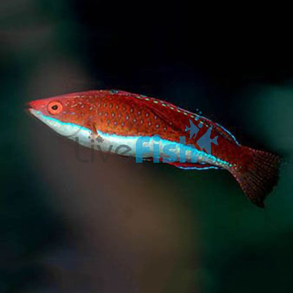 Longfin Fairy Wrasse - Medium