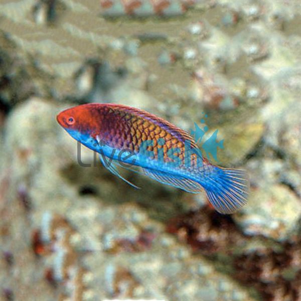 Solar Fairy Wrasse - Medium