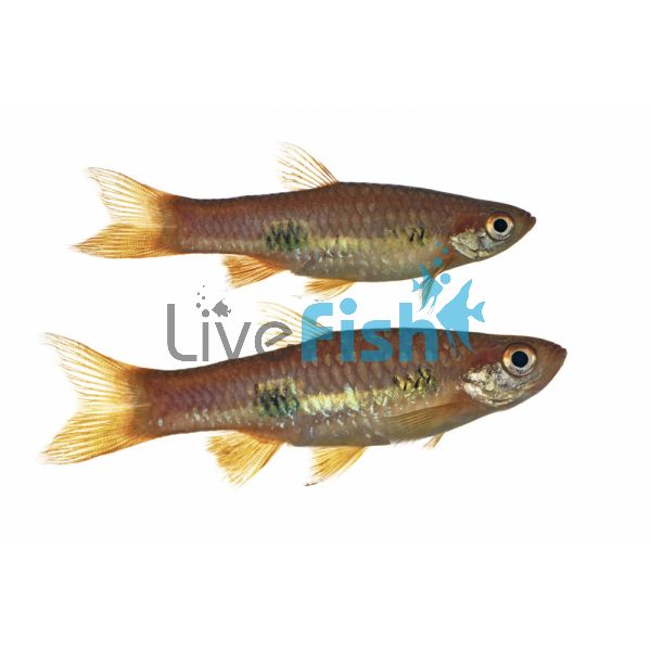 Clown Rasbora 3.5cm