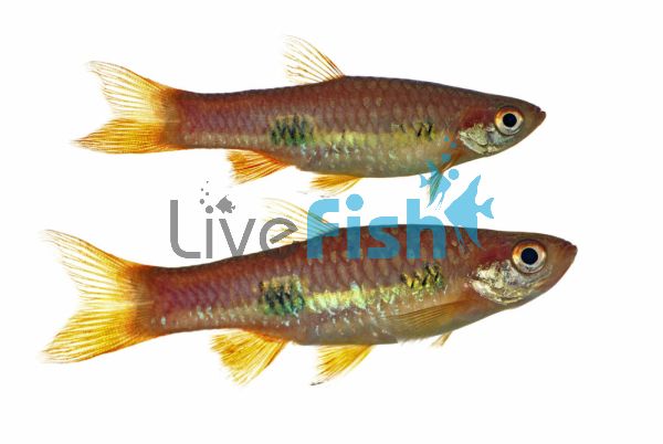 Clown Rasbora 3cm