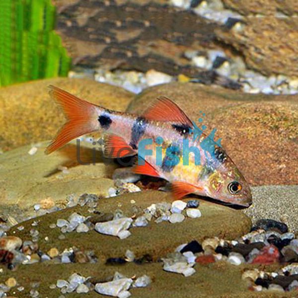 Clown Barb 7cm