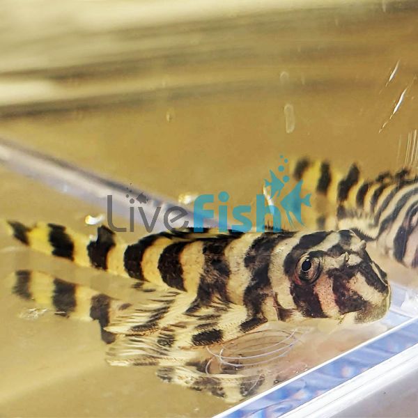 Clown Pleco 9cm 