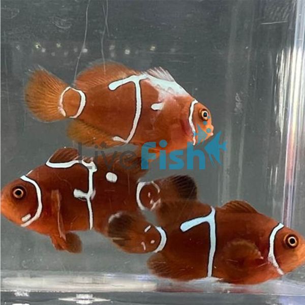 CB Clownfish Gold Flake Maroon - Small
