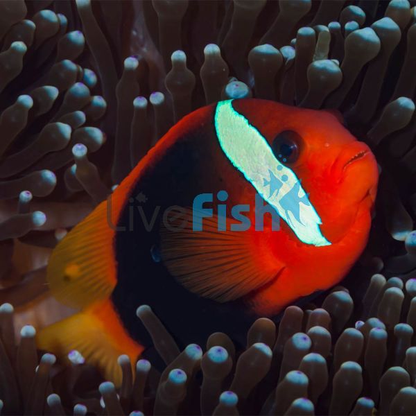 Cinnamon Clownfish - Medium