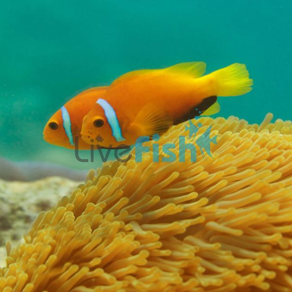 Clownfish Maldives - Medium