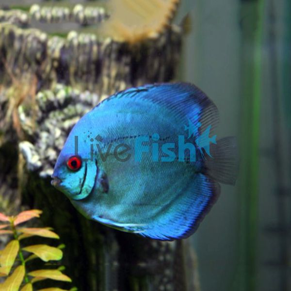 Solid Blue Diamond Discus 5cm