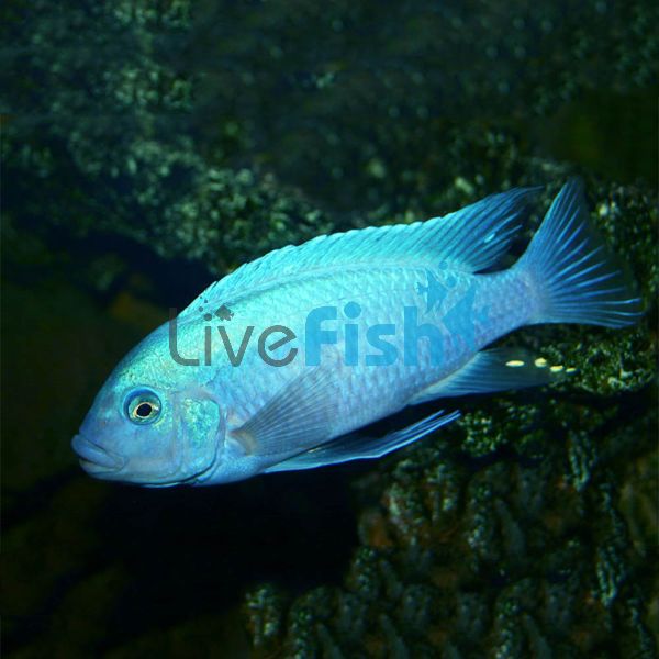 Zebra Cobalt Blue 10cm