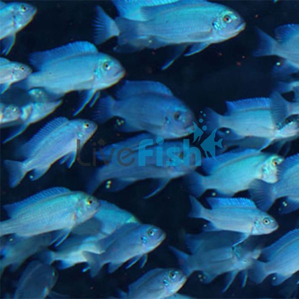 Cobalt Blue Zebra 4cm