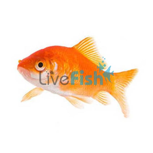 Comet Goldfish 12cm