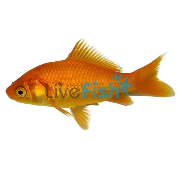 Comet Goldfish 20cm