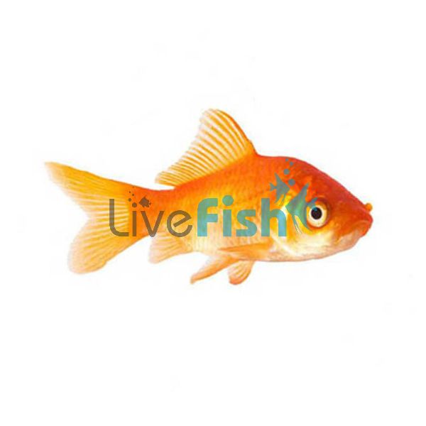 Comet Goldfish 9cm