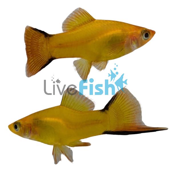 Comet Gold Swordtail 5cm