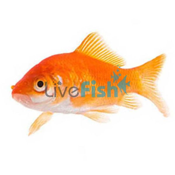 Comet Goldfish 15cm