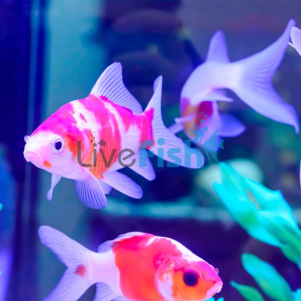 Comet Red and White - Matt 5cm