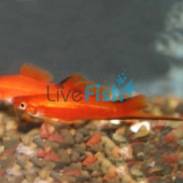 Red Comet Swordtail 5cm