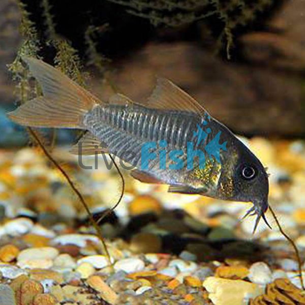 Concolor Corydoras - Wild Caught 3.5cm