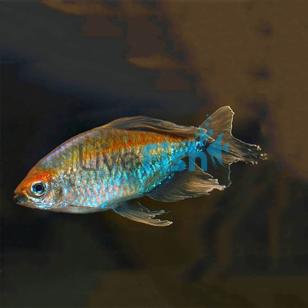 Male Congo Tetra 4cm