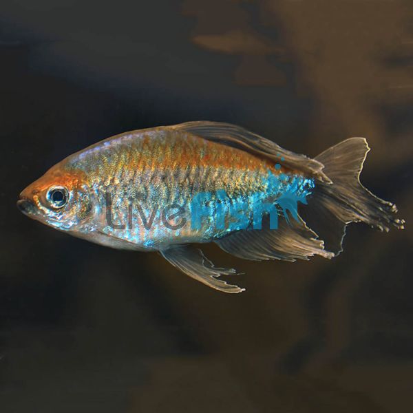 Male Congo Tetra 6cm 