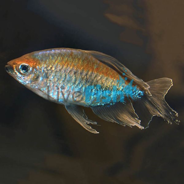 Congo Tetra 8cm