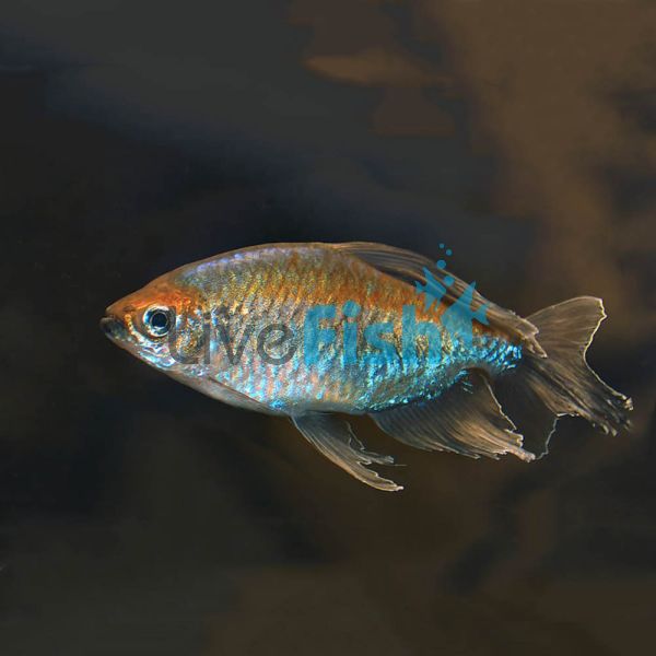 Congo Tetra 3cm