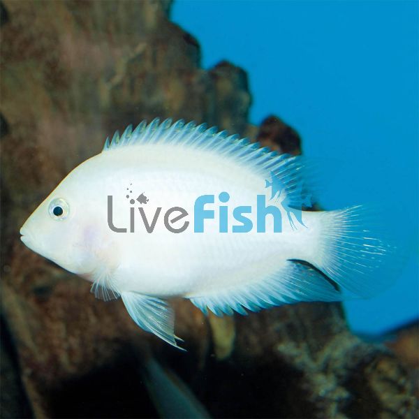 White Convict Cichlid 3.5cm