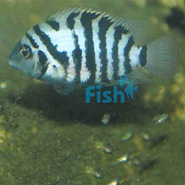 Convict Cichlid 10cm