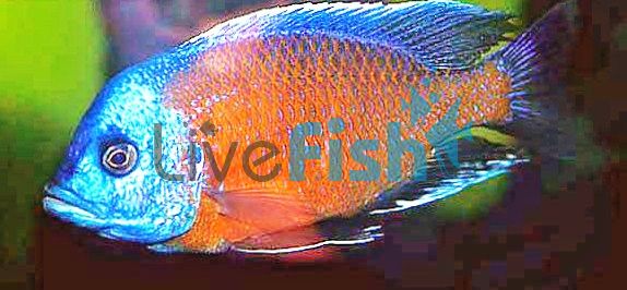 Red Fin Kadango 4cm