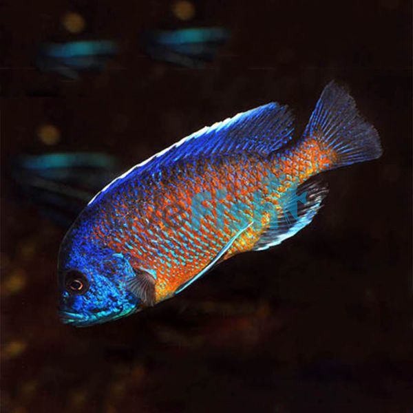 Red Fin Kadango 7cm