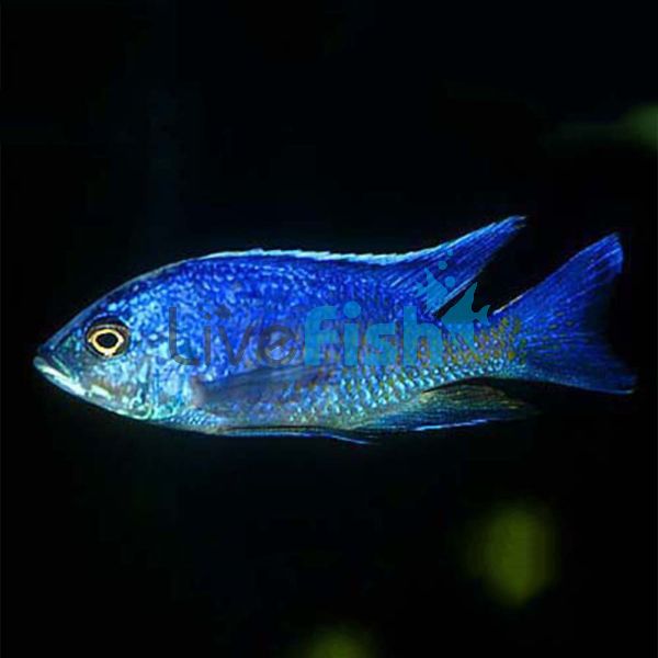 Copadichromis Azureus 5cm