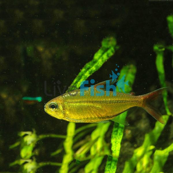 Copei Tetra 3.5cm