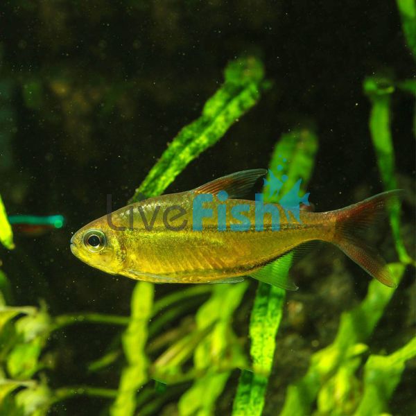 Copei Tetra - Wild Caught 4cm