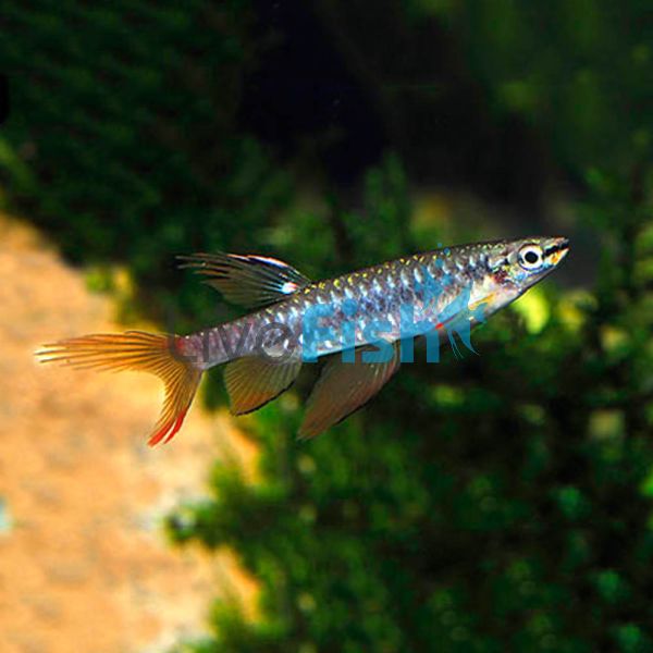 Male Splashing Tetra 5cm 