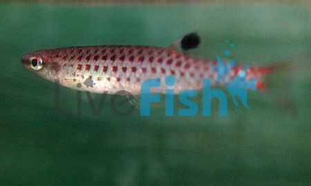 Splashing Tetra 3cm