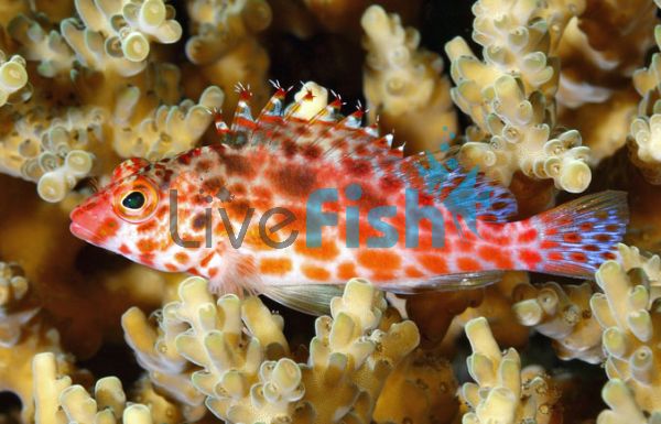 Redbarred Hawkfish - Large