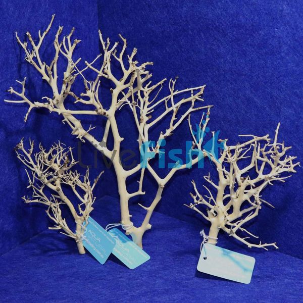 Coral Wood Pack