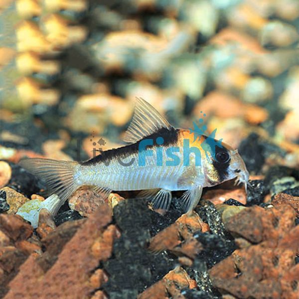 Adolfoi Corydoras 3cm