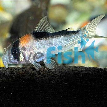 Adolfoi Corydoras 3.5cm