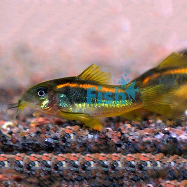 Neon Gold Stripe Corydoras 3.5cm - Peru Captive Bred