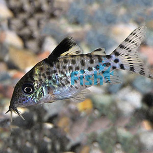 Agassizi Corydoras - Wild Caught 4cm