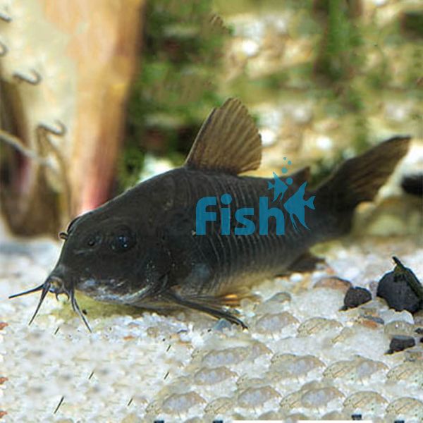 Black Venezuela Corydoras 3cm