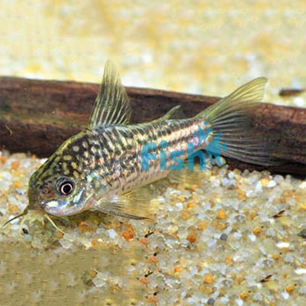 Elegans Corydoras - Wild Caught 3.5cm