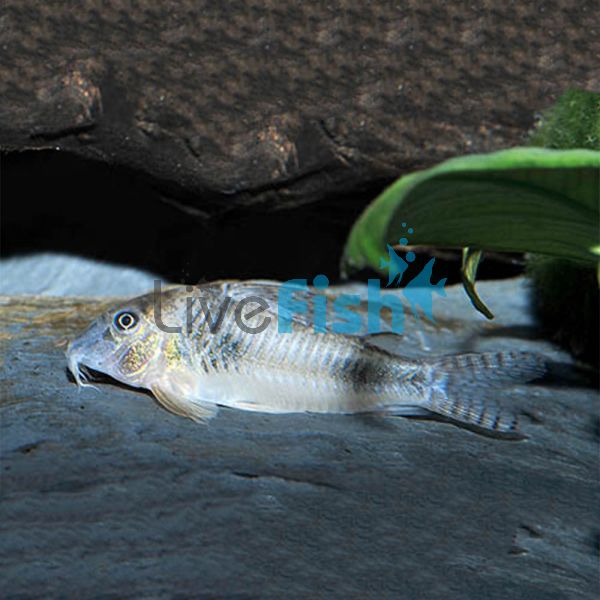Ellisae Corydoras 3.5cm