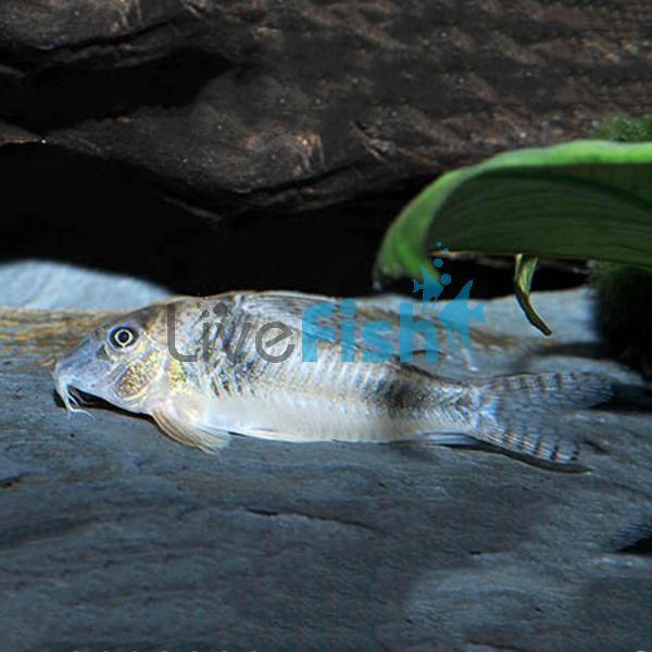 Ellisae Corydoras 3cm