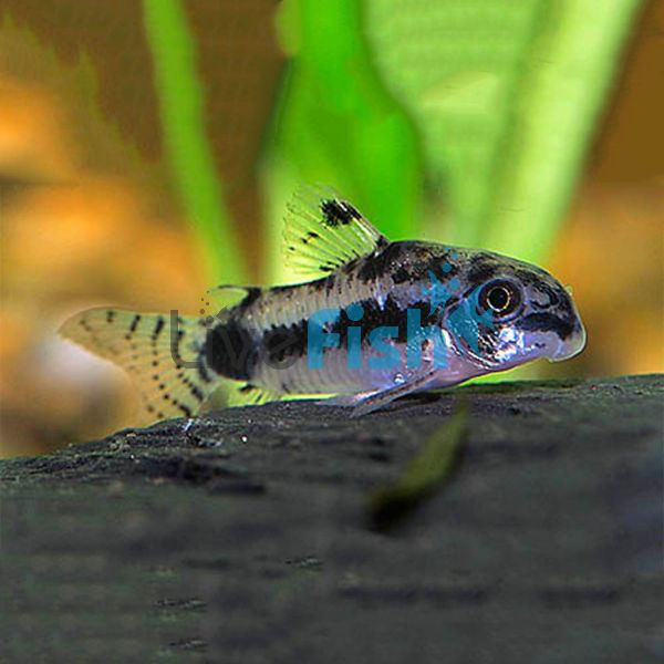 Habrosus Corydoras 2.5cm