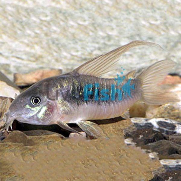 Bronze Longfin Corydoras 4cm