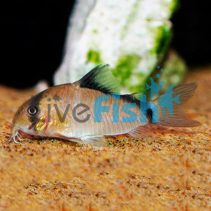 Metae Corydoras 2.5cm