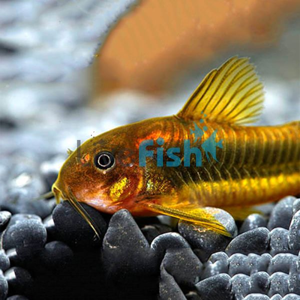 Corydoras Neon Gold Stripe 2.5cm