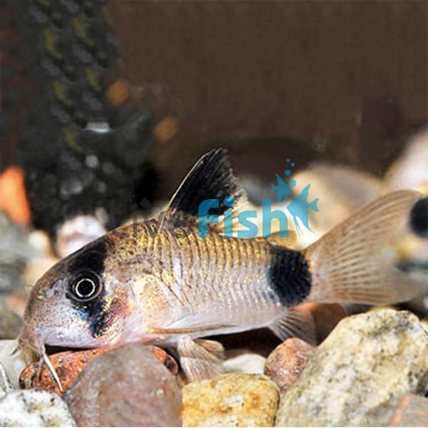 Corydoras Panda 4cm